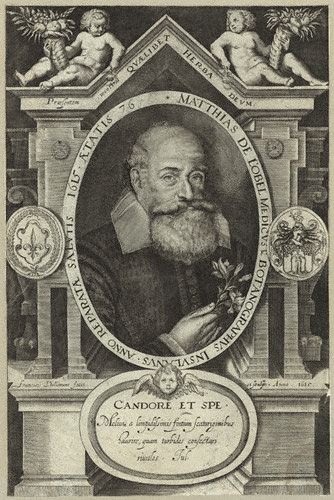 Matthias De L Obel